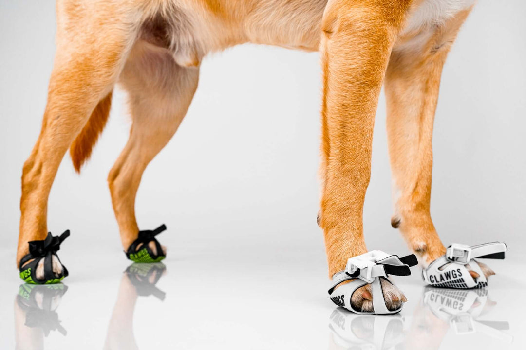 Side view of a dog wearing white Clawgs V2 on two front paws and black Clawgs V2 on two back paws