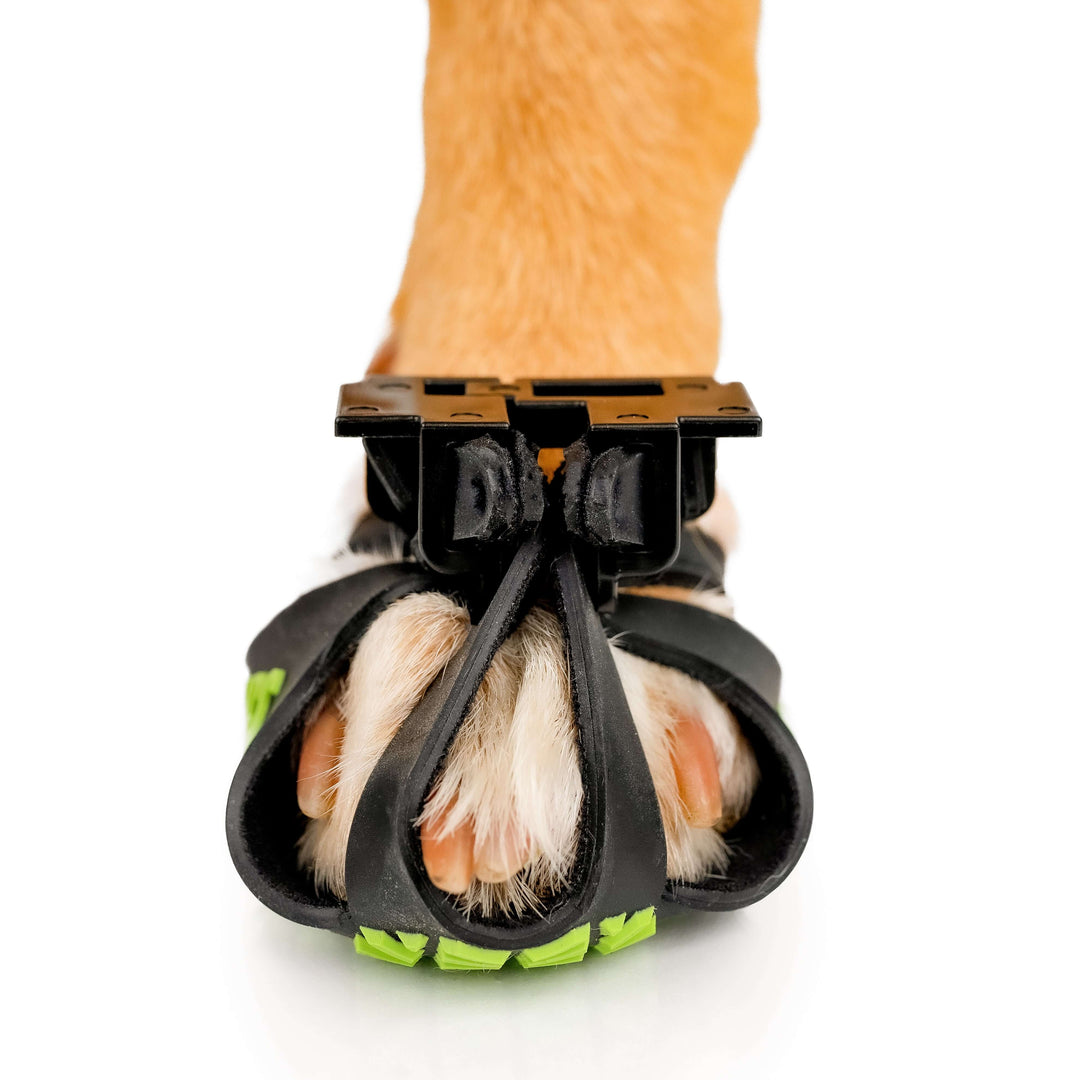 Front view of a black Clawg V2 on a paw